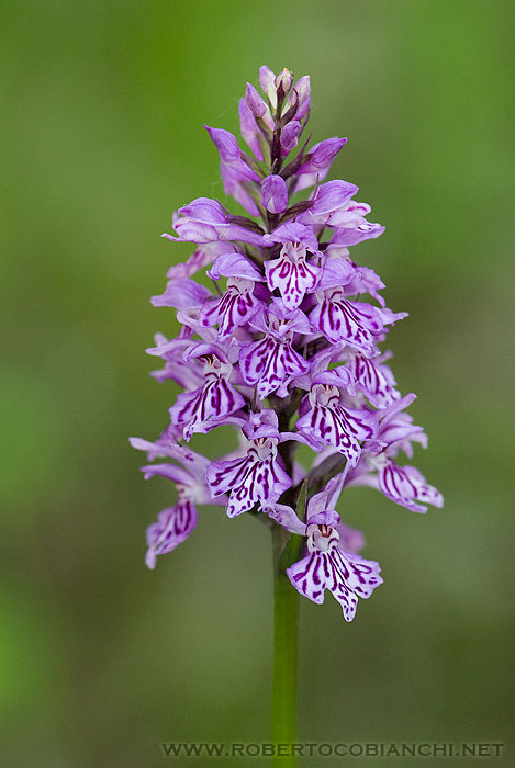 Dactylorhiza maculata